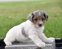 Verl, a male Yorkshire Terrier and Poodle - Miniature  for sale in Danville, PA – Photo 8 of 8