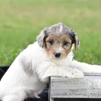 Verl, a male Yorkshire Terrier and Poodle - Miniature  for sale in Danville, PA – Photo 5 of 8