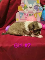 Littles, a female Shih Tzu for sale in Tulsa, OK – Photo 4 of 4