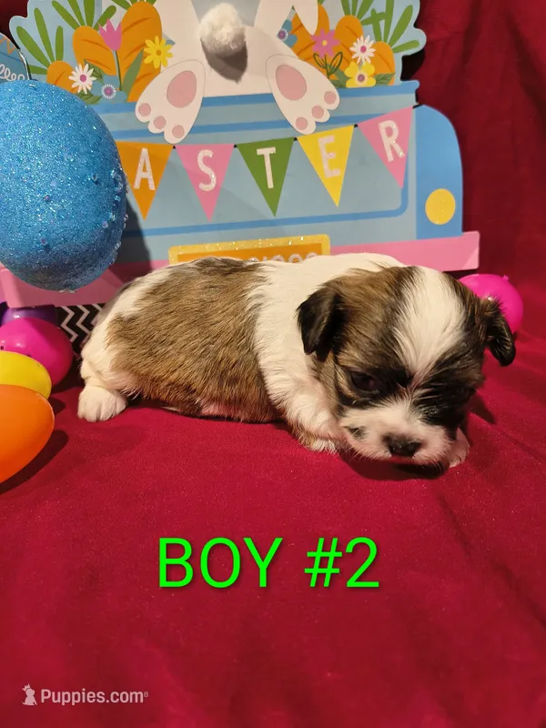 Littles, a female Shih Tzu for sale in Tulsa, OK – Photo 1 of 4