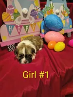 Littles, a female Shih Tzu for sale in Tulsa, OK – Photo 3 of 4