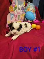 Littles, a female Shih Tzu for sale in Tulsa, OK – Photo 2 of 4