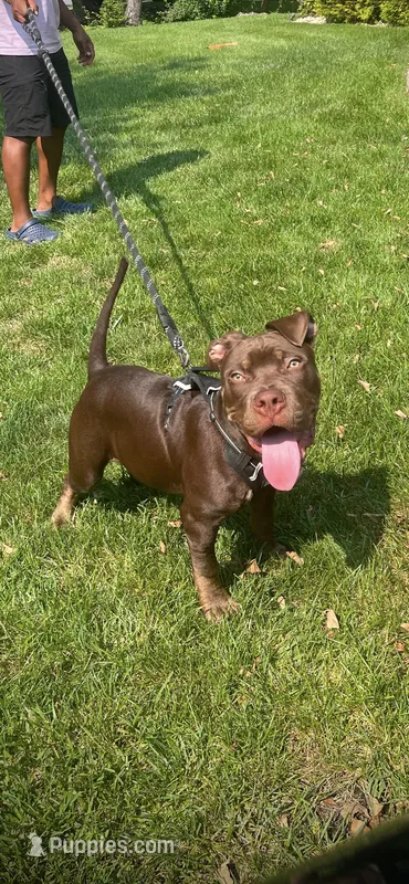 Melo – American Bully puppy for sale in East Brunswick, NJ