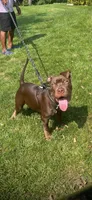 Melo, a male American Bully for sale in East Brunswick, NJ – 1 of 1