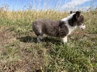 Miniature Corgi Heeler Female  PUPPIE(S), a female Australian Cattle Dog and Pembroke Welsh Corgi for sale in Williston, ND – 4 of 10