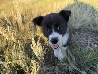 Miniature Corgi Heeler  , a female Australian Cattle Dog and Pembroke Welsh Corgi for sale in Williston, ND – 3 of 10