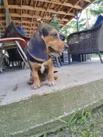 Pocket Beagle Puppy (s), a female Beagle for sale in Dallas, TX – 1 of 6