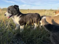 Miniature Corgi Heeler  , a female Australian Cattle Dog and Pembroke Welsh Corgi for sale in Williston, ND – 4 of 10