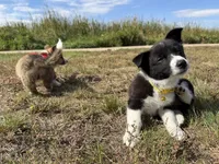 Miniature Corgi Heeler  , a female Australian Cattle Dog and Pembroke Welsh Corgi for sale in Williston, ND – 10 of 10