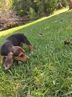 Pocket Beagle Puppy (s), a female Beagle for sale in Dallas, TX – 2 of 6