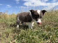 Miniature Corgi Heeler Female  PUPPIE(S), a female Australian Cattle Dog and Pembroke Welsh Corgi for sale in Williston, ND – 6 of 10