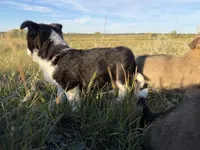 Miniature Corgi Heeler  , a female Australian Cattle Dog and Pembroke Welsh Corgi for sale in Williston, ND – 9 of 10