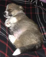 Corgi Heeler Female, a female Australian Cattle Dog and Pembroke Welsh Corgi for sale in Williston, ND – 2 of 5