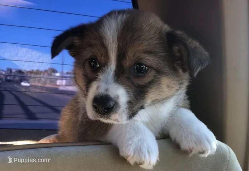 Corgi Heeler Female – Australian Cattle Dog, Pembroke Welsh Corgi puppy for sale in Williston, ND