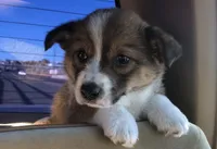 Corgi Heeler Female, a female Australian Cattle Dog and Pembroke Welsh Corgi for sale in Williston, ND – 1 of 5