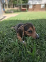 Pocket Beagle Puppy (s), a female Beagle for sale in Dallas, TX – 4 of 6