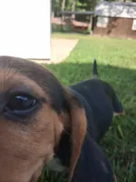 Pocket Beagle Puppy (s), a female Beagle for sale in Dallas, TX – 5 of 6