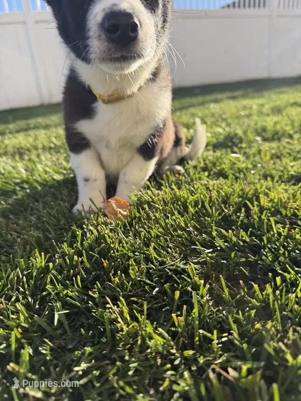 Miniature Corgi Heeler   – Australian Cattle Dog, Pembroke Welsh Corgi puppy for sale in Williston, ND