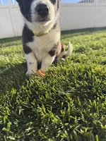Miniature Corgi Heeler  , a female Australian Cattle Dog and Pembroke Welsh Corgi for sale in Williston, ND – 1 of 10