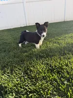 Miniature Corgi Heeler  , a female Australian Cattle Dog and Pembroke Welsh Corgi for sale in Williston, ND – 5 of 10