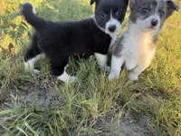 Miniature Corgi Heeler  , a female Australian Cattle Dog and Pembroke Welsh Corgi for sale in Williston, ND – 8 of 10