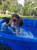 Pocket Beagle Puppies (Female), a female Beagle for sale in Dallas, TX – 2 of 5