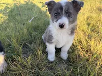 Miniature Corgi Heeler Female  PUPPIE(S), a female Australian Cattle Dog and Pembroke Welsh Corgi for sale in Williston, ND – 10 of 10