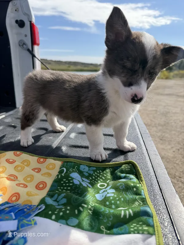 Miniature Corgi Heeler Female  PUPPIE(S) – Australian Cattle Dog, Pembroke Welsh Corgi puppy for sale in Williston, ND