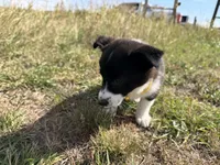 Miniature Corgi Heeler  , a female Australian Cattle Dog and Pembroke Welsh Corgi for sale in Williston, ND – 6 of 10