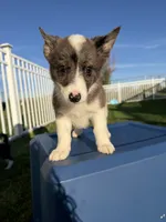 Miniature Corgi Heeler Female  PUPPIE(S), a female Australian Cattle Dog and Pembroke Welsh Corgi for sale in Williston, ND – 2 of 10