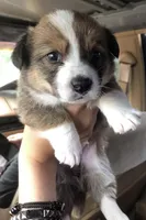 Corgi Heeler Female, a female Australian Cattle Dog and Pembroke Welsh Corgi for sale in Williston, ND – 3 of 5