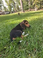 Pocket Beagle Puppy (s), a female Beagle for sale in Dallas, TX – 6 of 6