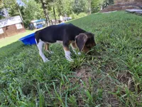 Pocket Beagle Puppies (Female), a female Beagle for sale in Dallas, TX – 3 of 5