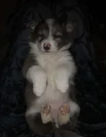 Corgi Heeler Female, a female Australian Cattle Dog and Pembroke Welsh Corgi for sale in Williston, ND – 4 of 5