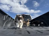 Miniature Corgi Heeler Female  PUPPIE(S), a female Australian Cattle Dog and Pembroke Welsh Corgi for sale in Williston, ND – 7 of 10