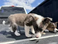 Miniature Corgi Heeler Female  PUPPIE(S), a female Australian Cattle Dog and Pembroke Welsh Corgi for sale in Williston, ND – 3 of 10
