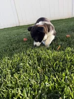 Miniature Corgi Heeler  , a female Australian Cattle Dog and Pembroke Welsh Corgi for sale in Williston, ND – 2 of 10