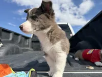 Miniature Corgi Heeler Female  PUPPIE(S), a female Australian Cattle Dog and Pembroke Welsh Corgi for sale in Williston, ND – 8 of 10