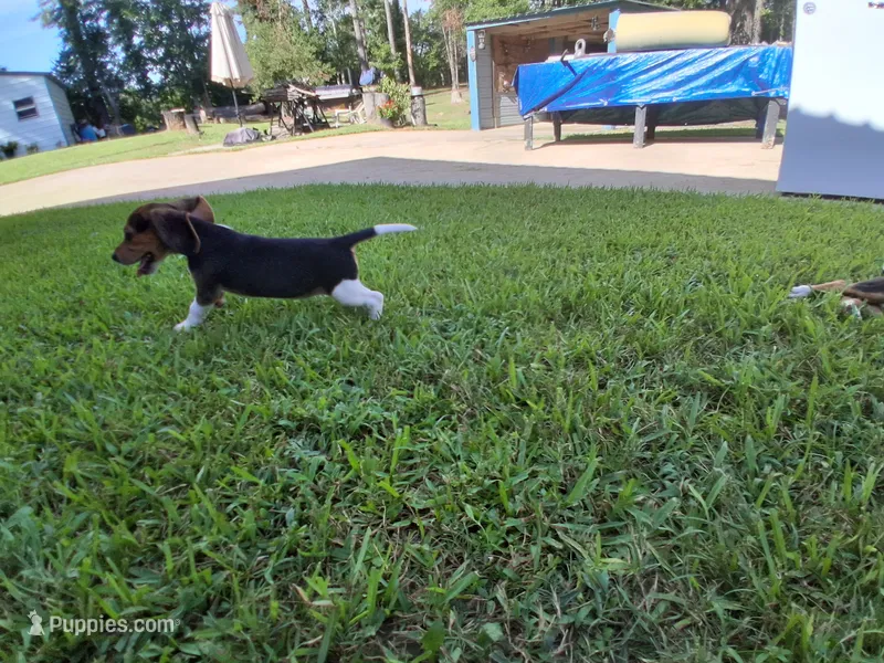 Pocket Beagle Puppies (Female) – Beagle puppy for sale in Dallas, TX