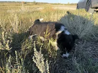 Miniature Corgi Heeler  , a female Australian Cattle Dog and Pembroke Welsh Corgi for sale in Williston, ND – 7 of 10