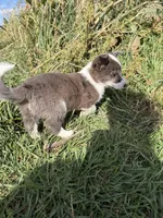 Miniature Corgi Heeler Female  PUPPIE(S), a female Australian Cattle Dog and Pembroke Welsh Corgi for sale in Williston, ND – 9 of 10
