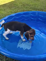 Pocket Beagle Puppies (Female), a female Beagle for sale in Dallas, TX – 5 of 5