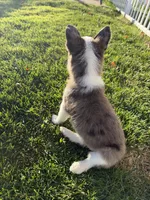 Miniature Corgi Heeler Female  PUPPIE(S), a female Australian Cattle Dog and Pembroke Welsh Corgi for sale in Williston, ND – 5 of 10