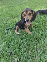 Pocket Beagle Puppy (s), a female Beagle for sale in Dallas, TX – 3 of 6