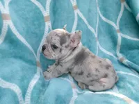 Bingo, a male French Bulldog for sale in Huntsville, AR – 2 of 3