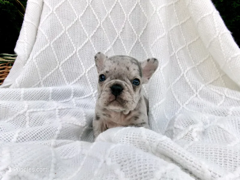Bingo – French Bulldog puppy on hold in Huntsville, AR