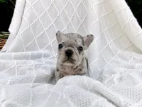 Bingo, a male French Bulldog for sale in Huntsville, AR – 1 of 3