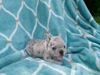 Bingo, a male French Bulldog for sale in Huntsville, AR – 3 of 3
