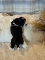 Kujo, a male Maltipoo for sale in West Palm Beach, FL – 10 of 10