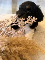 Kujo, a male Maltipoo for sale in West Palm Beach, FL – 6 of 10